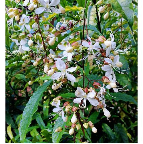 垂丝茉莉花的毒性与芳香剂的危害（茉莉花的美丽不能掩盖她的危险）