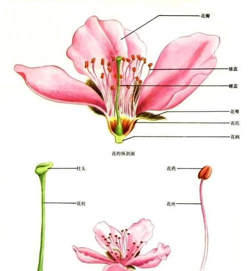 垂杨是被子植物吗（揭秘垂杨的真实身份）