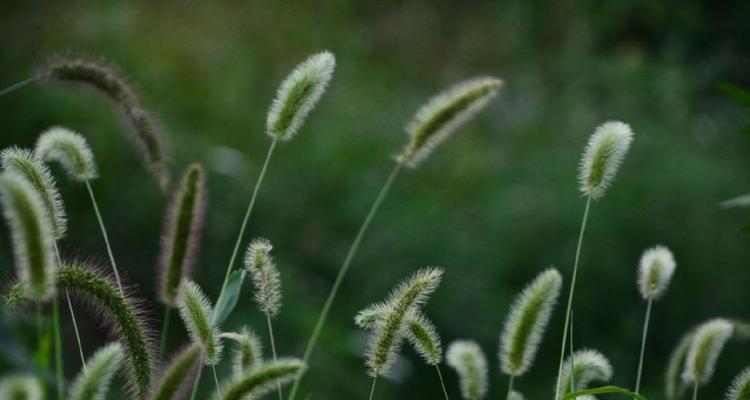 探秘垂杨植物的神奇之处（了解垂杨植物的品种）