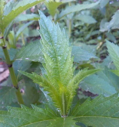 探秘垂杨植物的神奇之处（了解垂杨植物的品种）