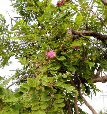 探秘垂杨植物的神奇之处（了解垂杨植物的品种）