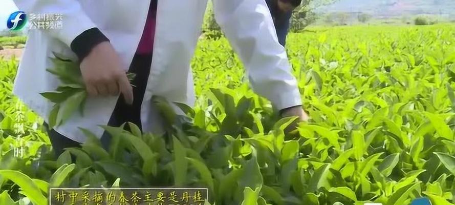 春茶采摘时间及收获季节（探寻春茶鲜叶背后的故事）