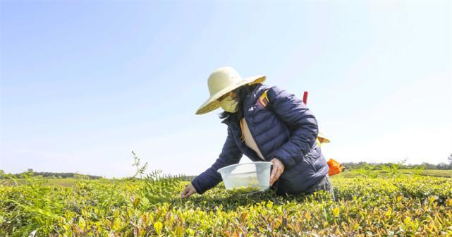 春茶采摘时间及收获季节（探寻春茶鲜叶背后的故事）