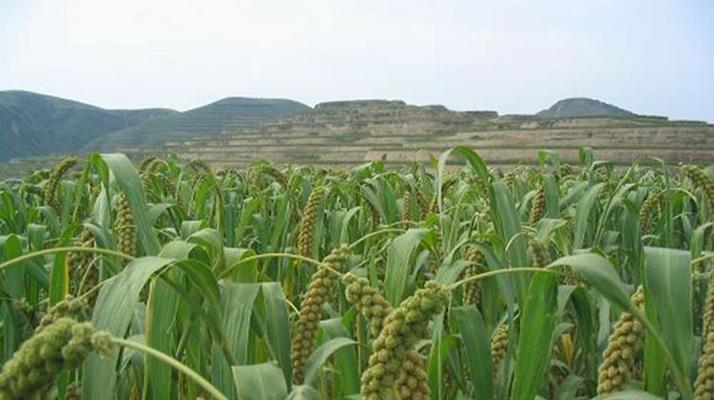 春谷子播种时间合适的选择（春谷子种植的技巧和方法）