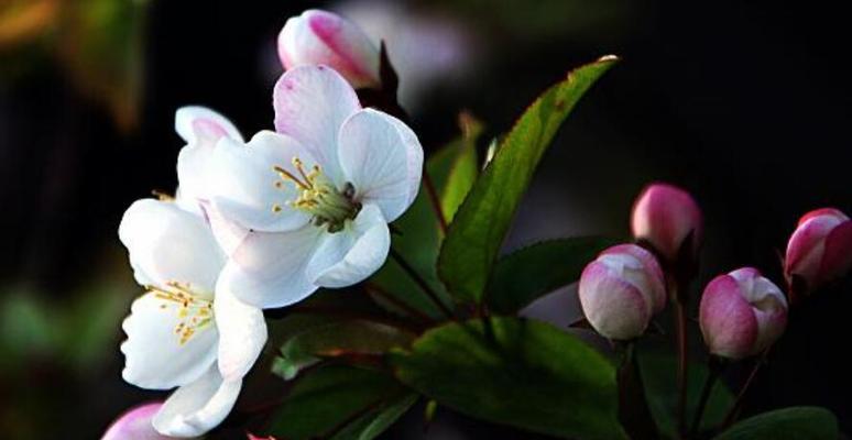 春海棠花的寓意与象征风水（追寻花海背后的意义）