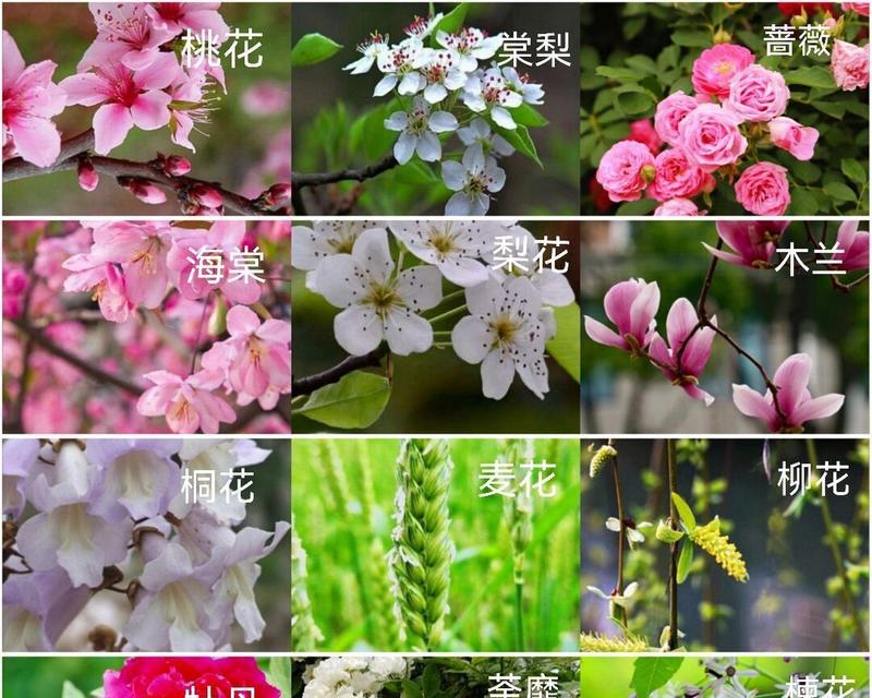 春花生的种植时间及技巧（从选种到收获的全过程详解）