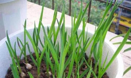 春季大蒜种植指南（最佳种植时间）