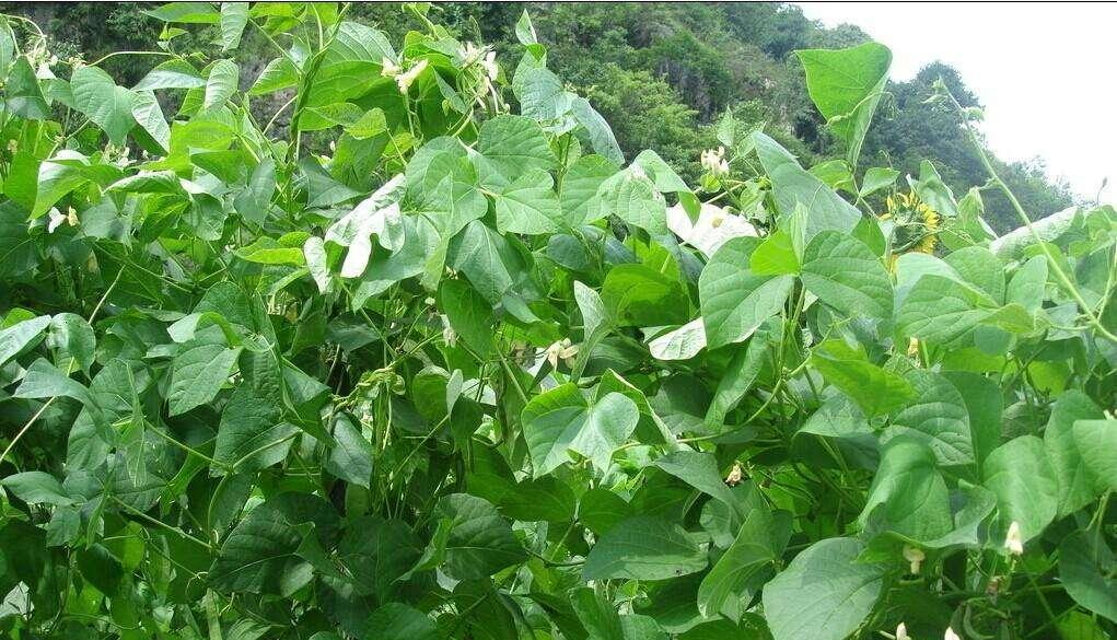 春季芸豆种植时间和方法的全面指南（打造丰收的秘诀与技巧）