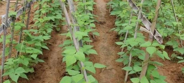 春季芸豆种植时间和方法的全面指南（打造丰收的秘诀与技巧）