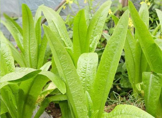 春节后适合种什么菜（15种适合春季种植的蔬菜）