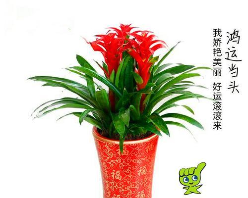 春节送什么花最合适（选花须知）