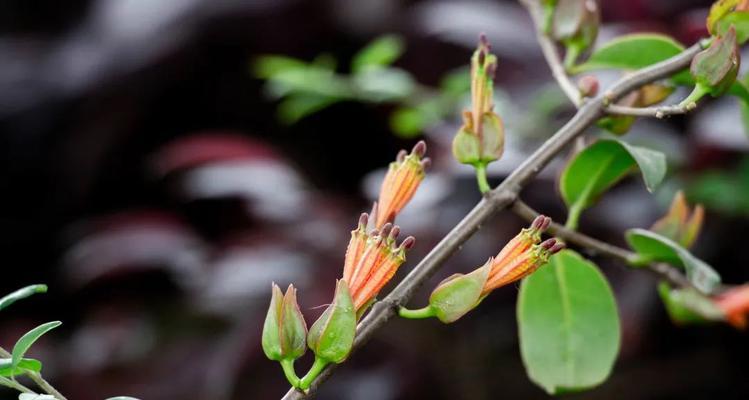 寄生植物有哪些种类？它们的生长特点是什么？