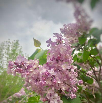 丁香花的花语是什么？如何用丁香花表达情感？