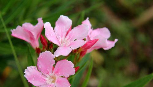 夹竹桃花有毒吗？接触后会中毒吗？