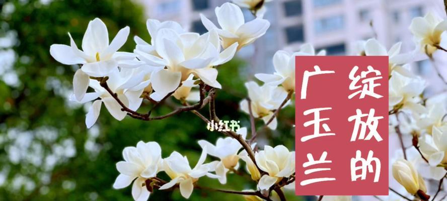 广玉兰花象征着什么？广玉兰花的含义有哪些常见问题？