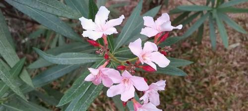 夹竹桃的花期是什么时候？开花持续多久？