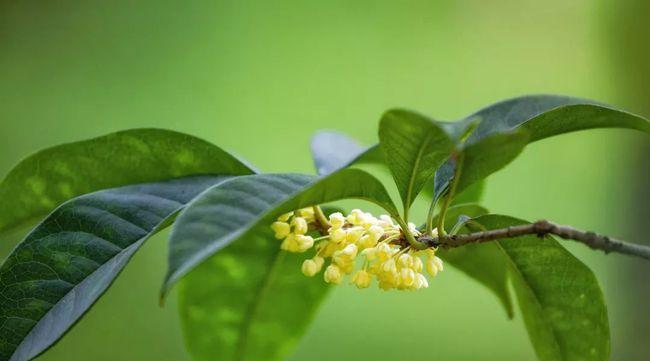 桂花花语是什么意思？桂花的花语有哪些含义？