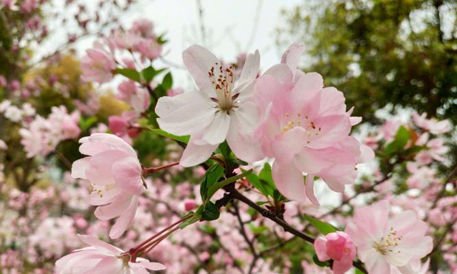 海棠花代表的意义是什么？如何正确解读海棠花的象征含义？