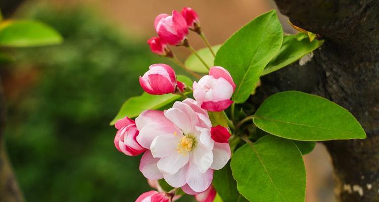 海棠花的花语是什么？如何用海棠花表达情感？