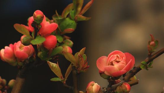 海棠花花语是什么？了解海棠花的象征意义和文化背景？