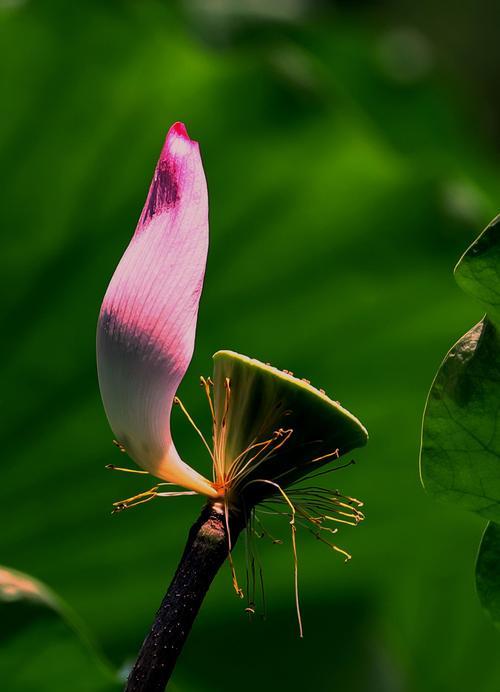 荷花不开花是什么原因？如何解决？