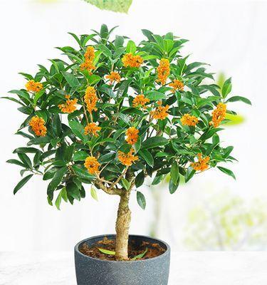 家里可以养桂花吗？桂花树适合在家养吗？