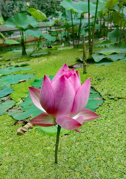 荷花花语是什么？荷花有哪些文化含义和特点？