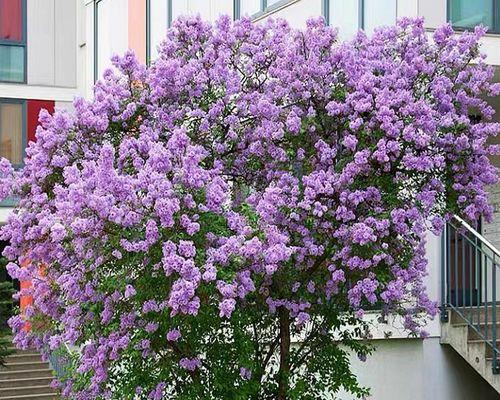 家里可以种丁香花吗？种植丁香花需要注意什么？