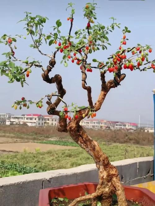 家里可以种枸杞树吗？种植枸杞树需要注意什么？