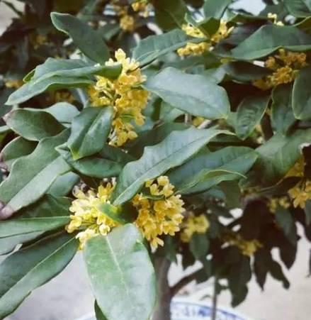 家里可以种桂花树吗？桂花树种植条件和注意事项是什么？