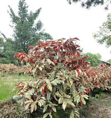 红背桂花是什么意思？它的花语和象征意义是什么？