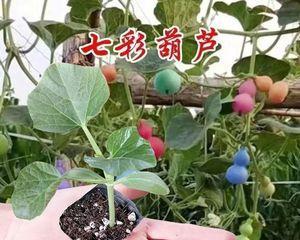 家里可以种葫芦吗？种植葫芦需要注意什么？