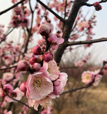 红梅花花语是什么意思？如何理解红梅的象征意义？