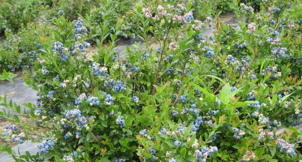 家里可以种蓝莓吗？如何在室内成功种植蓝莓？