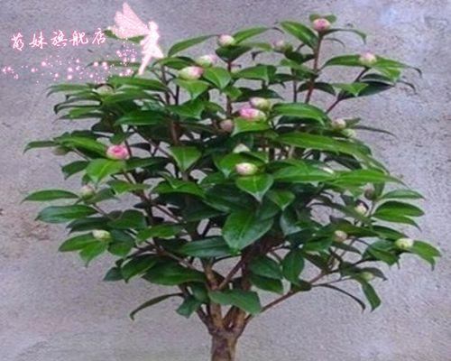 家里可以种梅花吗？梅花盆栽养护技巧是什么？