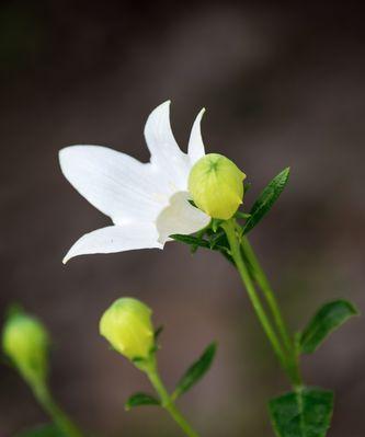 花和名称是什么意思？如何理解各种花卉的象征意义？