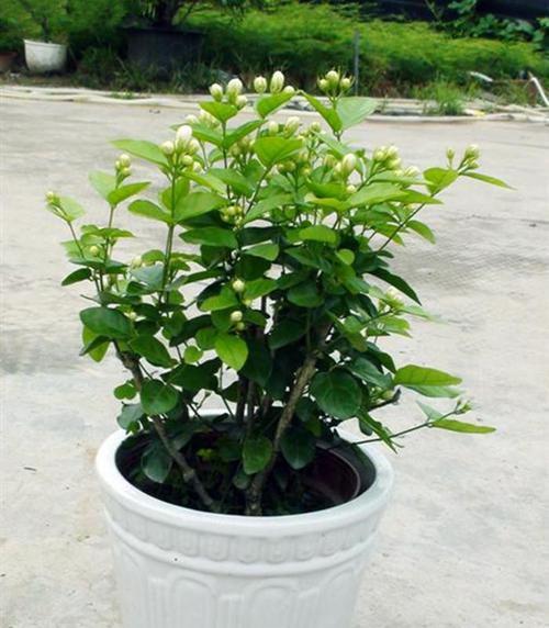 家里可以种茉莉花吗？适合室内种植的茉莉花品种有哪些？