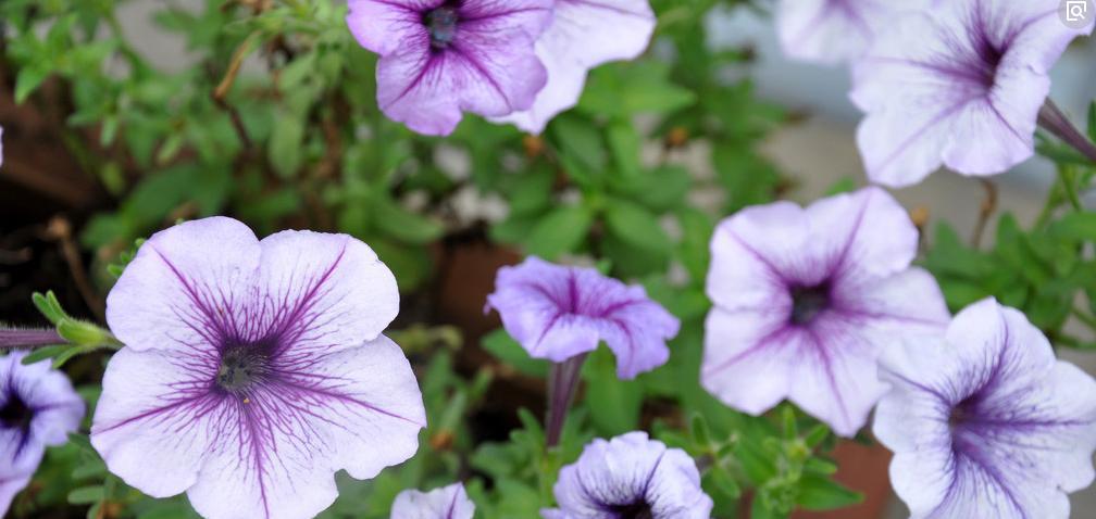 家里可以种牵牛花吗？如何正确种植和养护牵牛花？