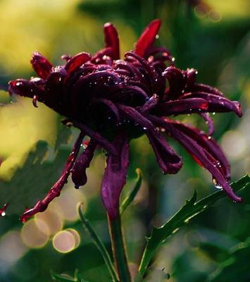 花语各色菊花是什么意思？不同颜色的菊花代表什么？