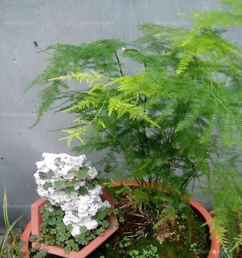 家里可以种文竹吗？文竹种植需要注意什么？