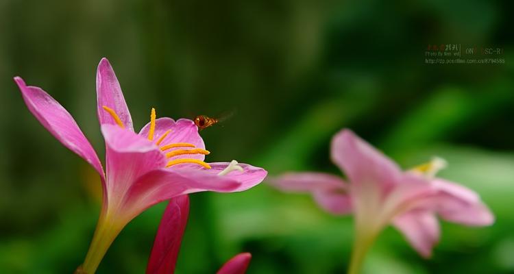 韭兰花语喻人生是什么意思？如何解读韭兰花的深层含义？