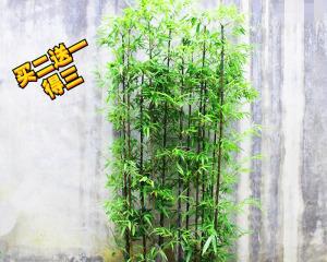 家里可以种竹子吗？种植竹子需要注意什么？