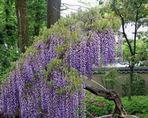 家里可以种紫藤花吗？种植紫藤花需要注意什么？