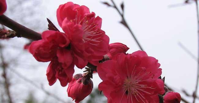 家里能养梅花风水好吗？梅花在家居风水中的作用是什么？