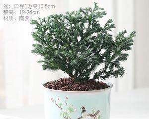 家里能种柏树吗？柏树种植的注意事项有哪些？