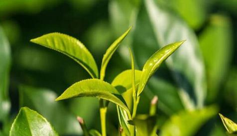 家里能种茶树吗？如何在室内成功种植茶树？