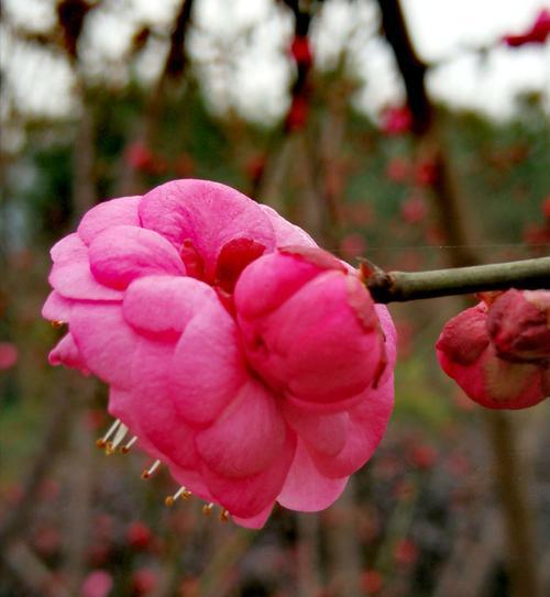 腊梅花的花语是什么？腊梅花象征着爱心吗？