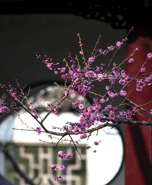 腊梅花的花语是什么？腊梅花象征着爱心吗？