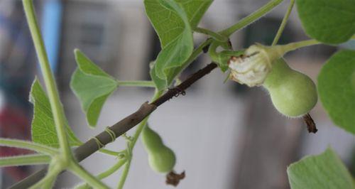 家里能种葫芦吗？种植葫芦需要注意哪些事项？