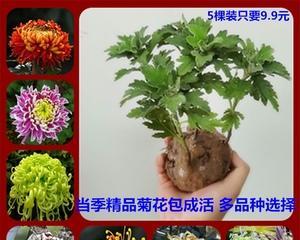 家里能种菊花吗？如何正确种植和养护菊花？